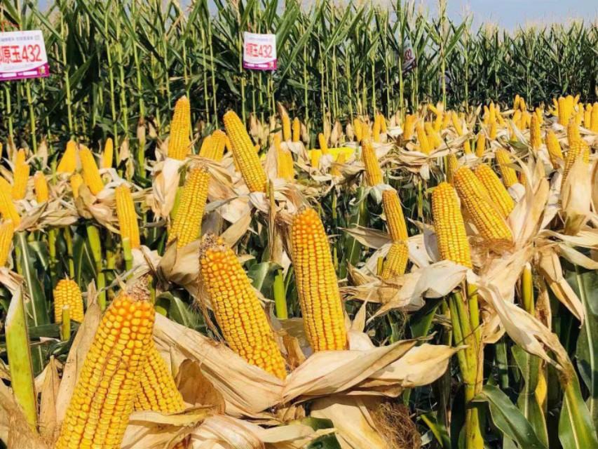 新疆之行,心之所向的深度感悟